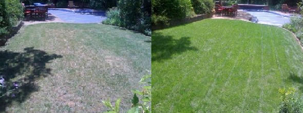 Organic Fertilizer, Weed Control - Clean Air Lawn Care